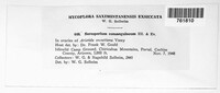 Sorosporium consanguineum image